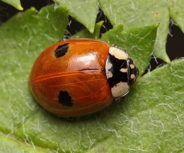 Двухточечная коровка. Божьей коровки Adalia bipunctata. Двухточечная Божья коровка. Коровка двухточечная (Adalia bipunctata). Коровка 2-точечная (Adalia bipunctata l.)..