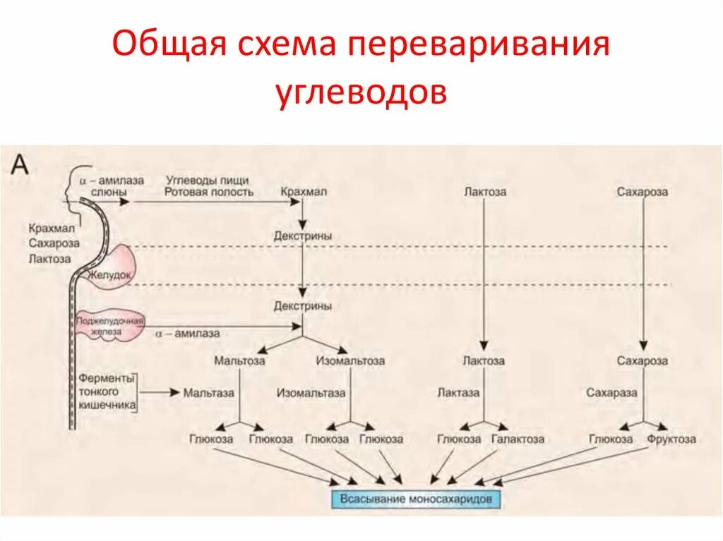 Фермент кишечника расщепляющий белки. Общая схема переваривания углеводов в ЖКТ биохимия. Схема расщепления углеводов в пищеварительном тракте. Переваривание белков биохимясхеиа. Всасывание белков жиров углеводов в кишечнике схема.