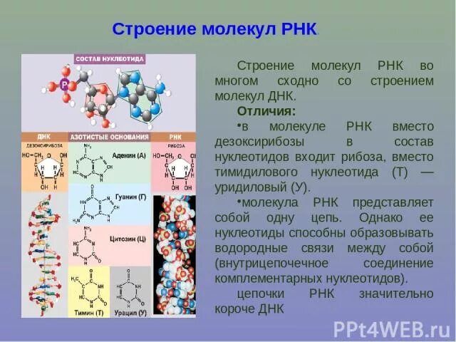 Найдите ошибку в молекуле рнк. Соединения не входящие в состав рнк. в состав молекулы рнк входит. функции молекулы рнк. молекула рнк представлена.