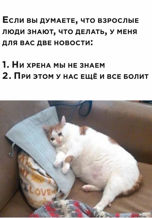 Вот такие дела. Какие люди вот такие вот. Смешной кот бежит. Вау какие люди картинки. Вот такой вот большой.