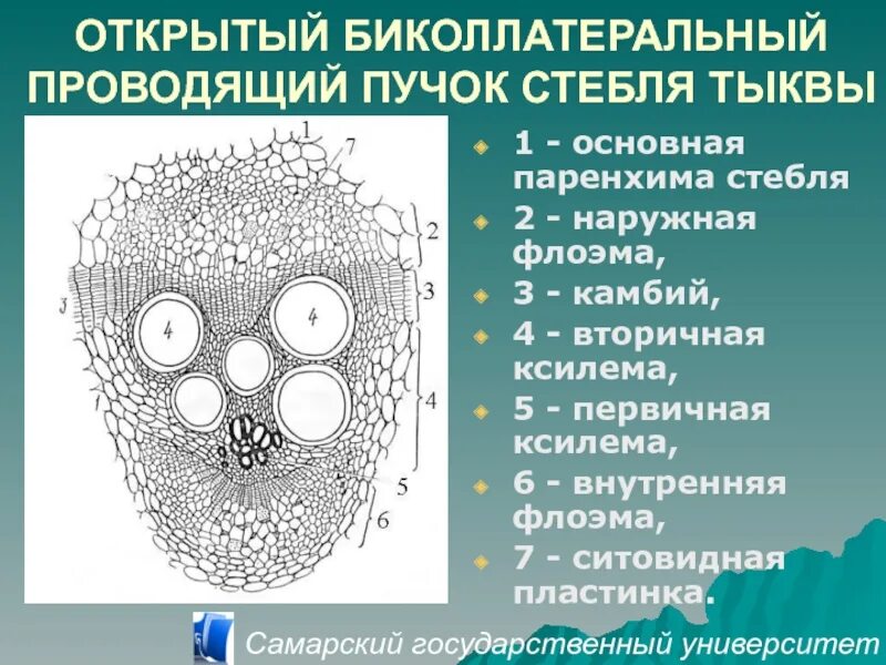 В состав проводящего пучка входят. Биколлатеральный пучок стебля тыквы. Структуры проводящего пучка. Проводящий пучок стебля тыквы. Открытый коллатеральный проводящий пучок.