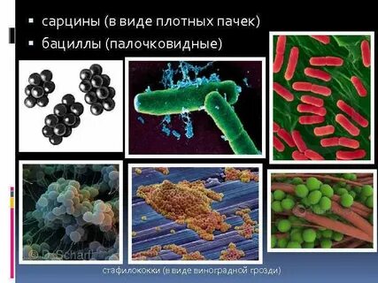 Скопления бактерий напоминающие внешне грозди винограда называются