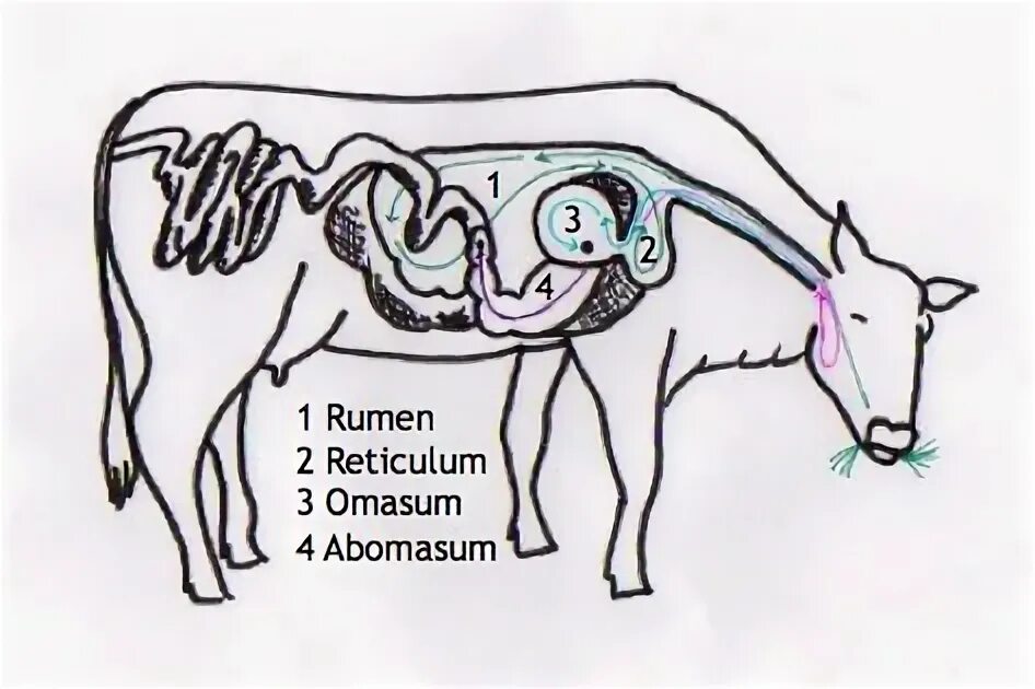 Гипотония преджелудков. Пищеварительная система коровы. Пищеварительная система коровы ЕГЭ. Желудок жвачных млекопитающих. Пищеварение КРС.