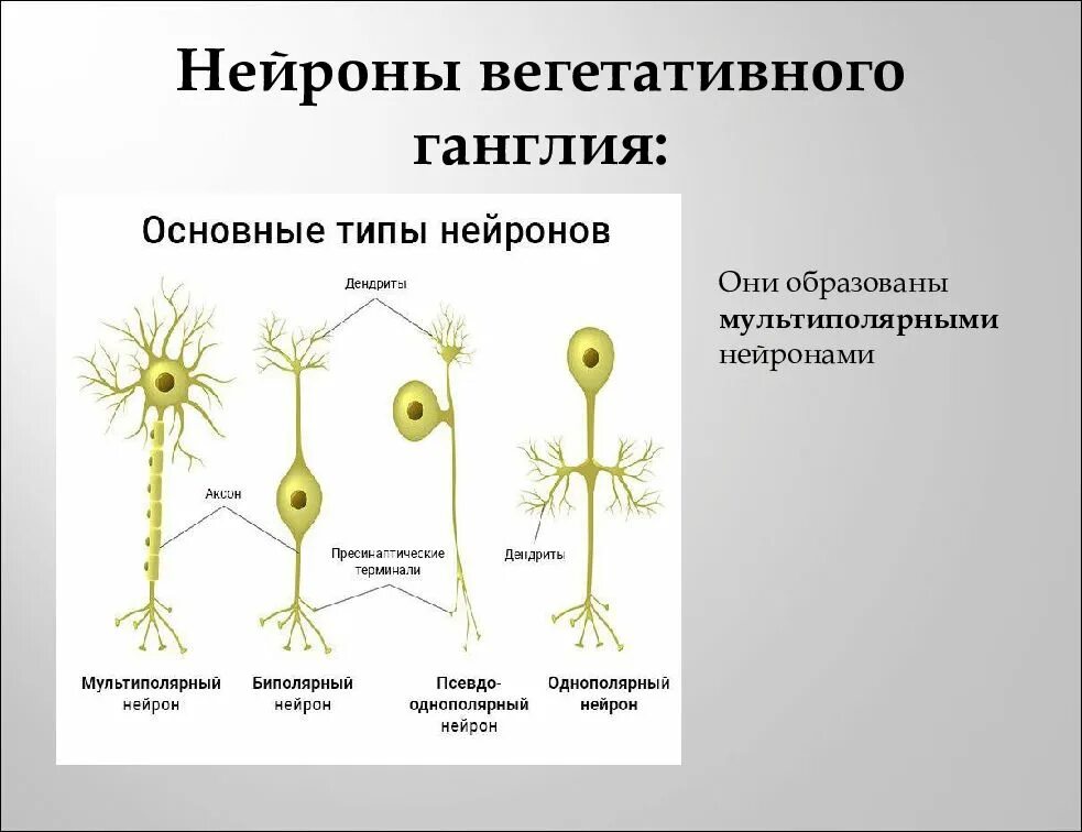 Двигательный вегетативный нейрон. Типы нейронов. Вегетативные Нейроны. Нейроны вегетативных ганглиев. Локализация вегетативных нейронов.