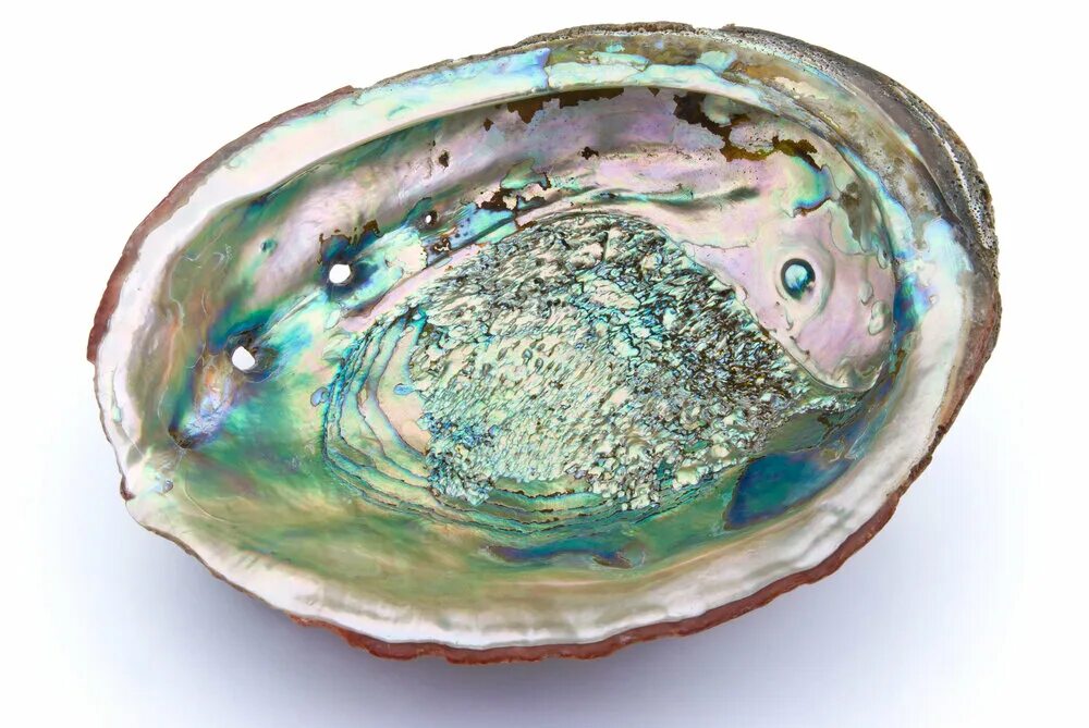 Shell fragment