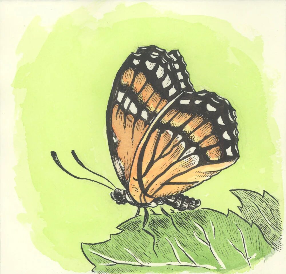 Бабочка рисунок. Акварель "бабочка". Бабочка на цветке рисунок. Бабочка сидит на цветке. Бабочка над головой