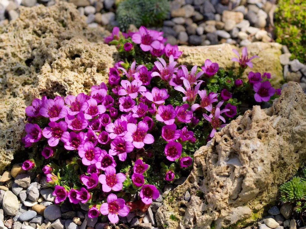 Как выглядит камнеломка. Камнеломка (saxifraga). камнеломка супротивнолистная. камнеломка хохлатая.