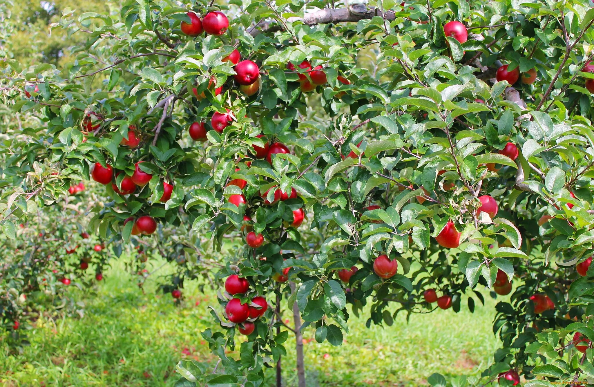 Яблонька какая. Плод яблони. Яблоня боровинка. Яблоня дерево с плодами. Яблоня с красными плодами.