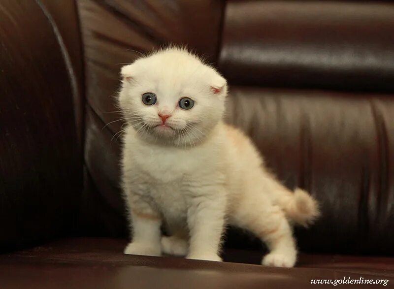 Купить кошку в кирове. Молочный шотландский вислоухий кот. Кремовый скоттиш фолд кот. Шотландская вислоухая кошка кремовый окрас. Котята молочный вислоухие Шотландские.