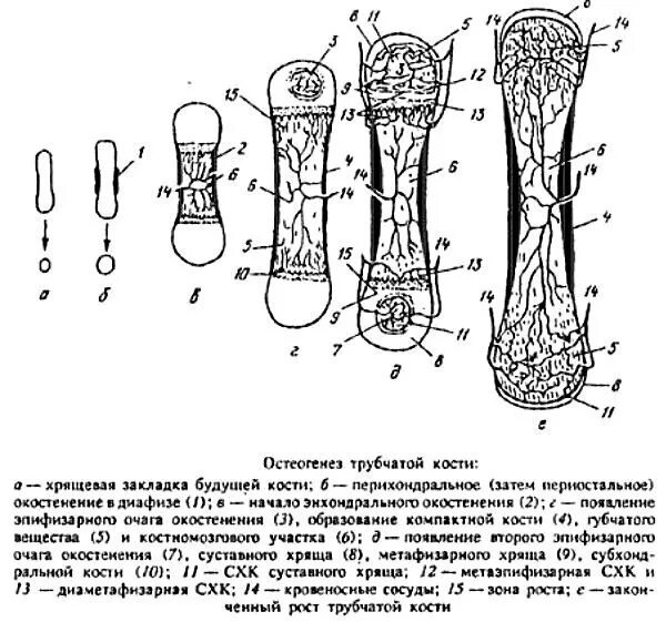 Сколько трубчатых костей. Непрямой остеогенез схема. развитие и окостенение костей. перихондральное окостенение. трубчатая кость взрослого и ребенка схема.