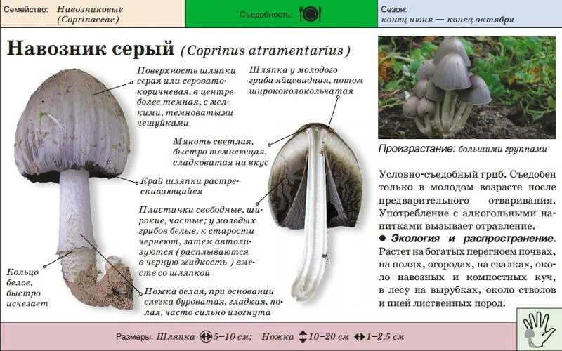 Навозник серый (9 фото) гриб опознан