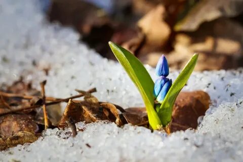 Снег тая