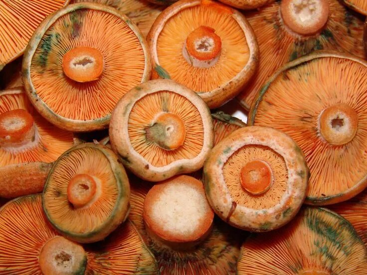 Съедобные грибы груздь рыжик. Млечник синий. Lactarius fennoscandicus. Бледно розовый гриб похож на рыжик. Млечник рыжик гриб.