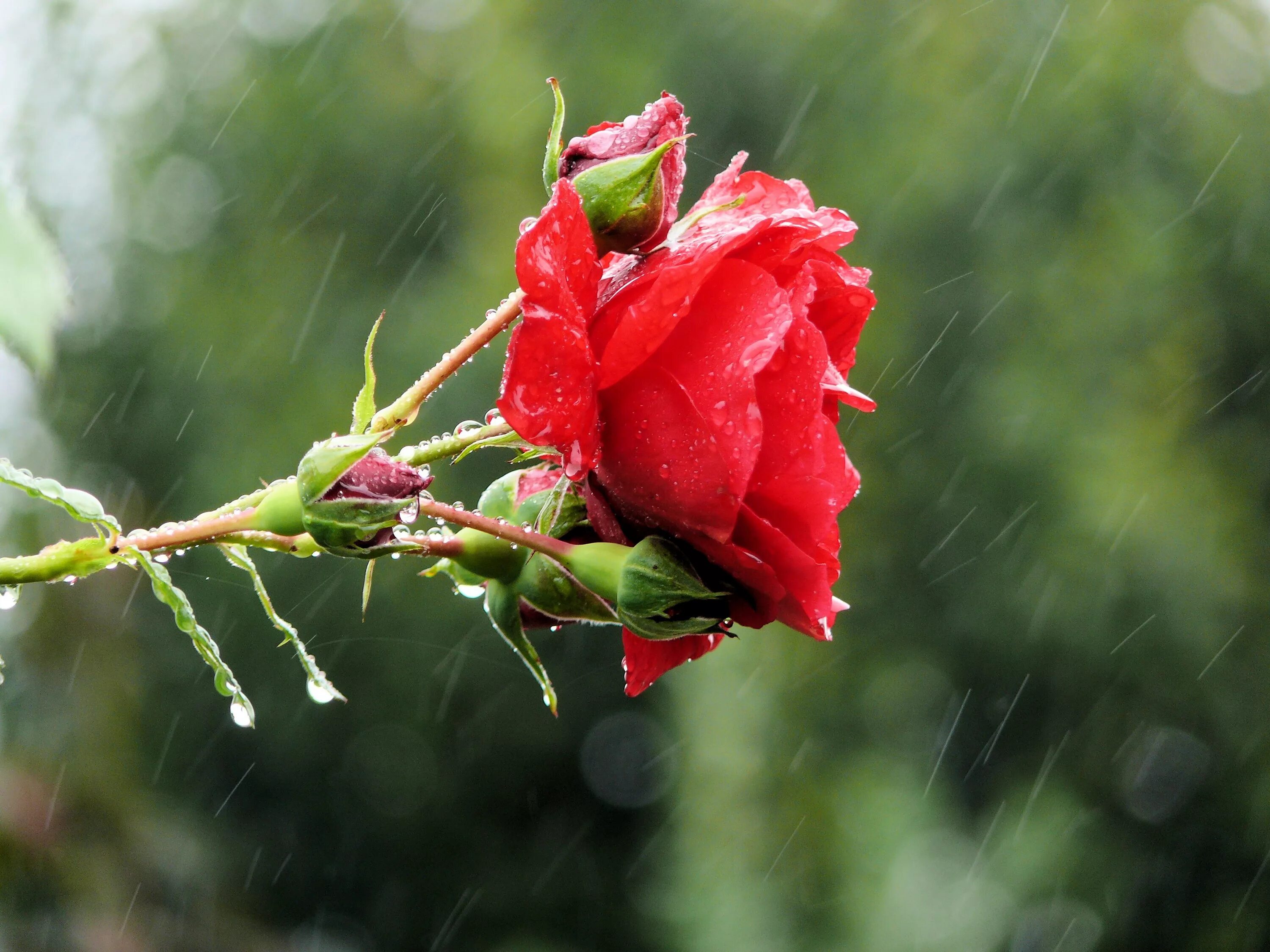 Какие розы цветут всю лета. Цветы под дождем. Розы после дождя. Одинокий цветок.