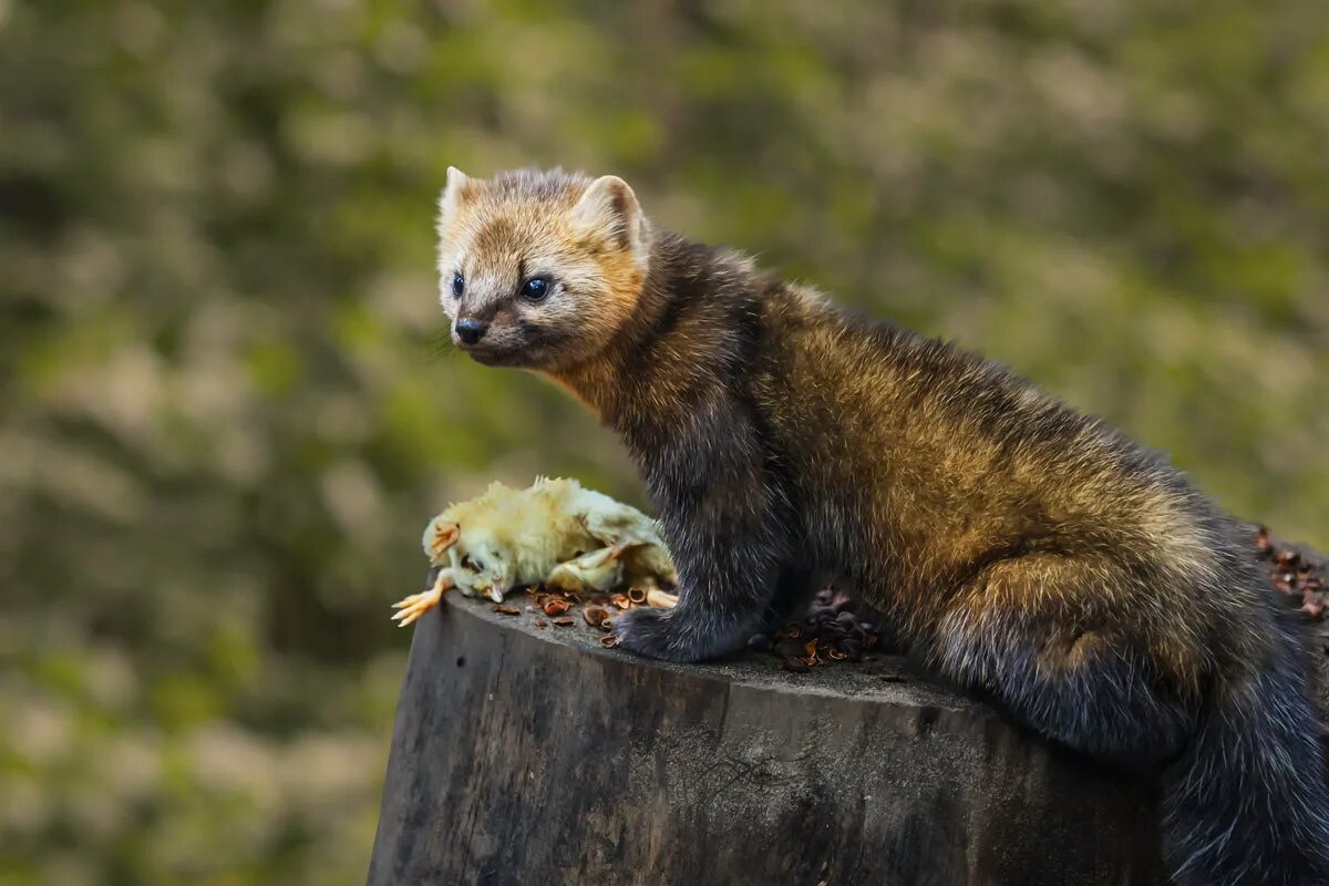 куница питание. лесная куница питание. соболь норка куница. лесная куница. куница питание.