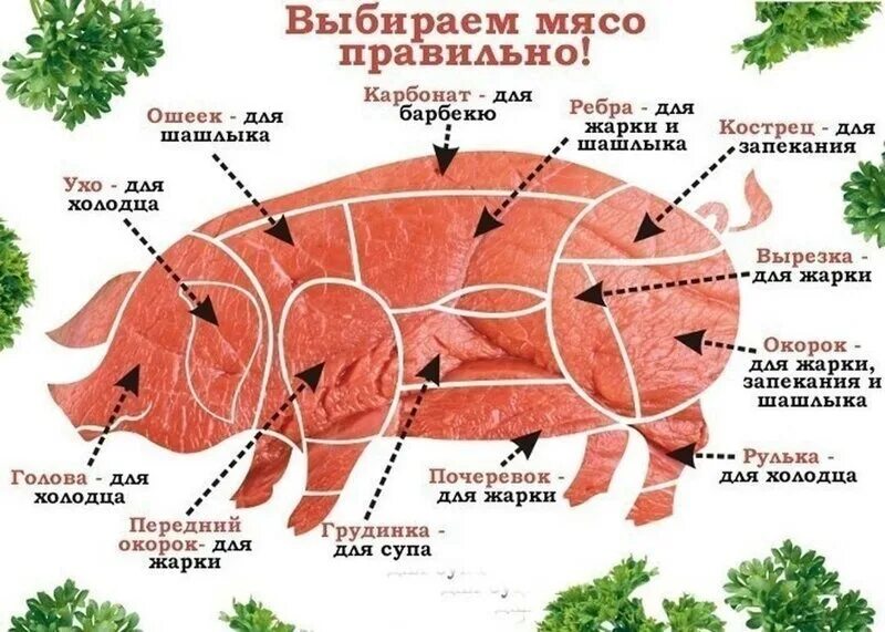 Где у свиньи карбонат. Ошеек свиной. свиная вырезка с какой части свиньи. мясо ошеек свиной. части свиной туши схема.