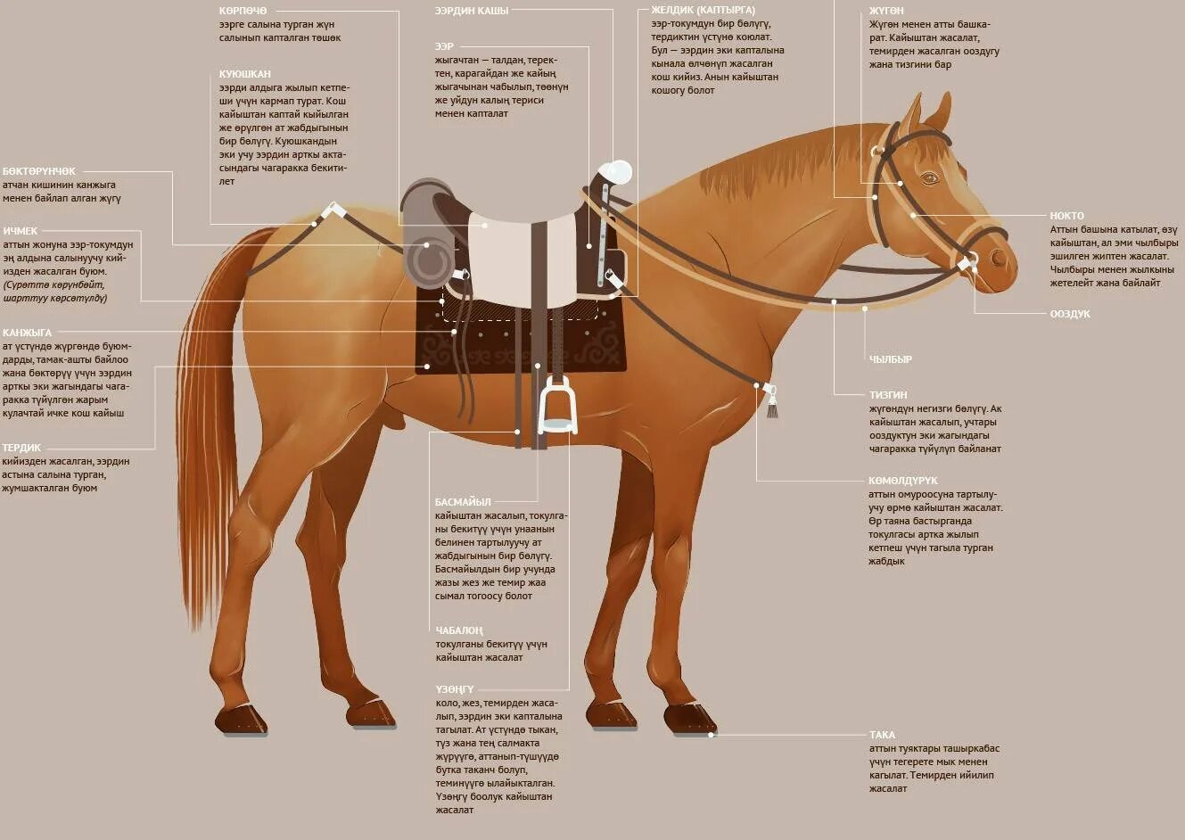 Лошадь вещи название. Амуниция для лошади названия. Сбруя лошади для верховой езды схема. Строение седла для верховой езды. Как называется снаряжение для лошади.