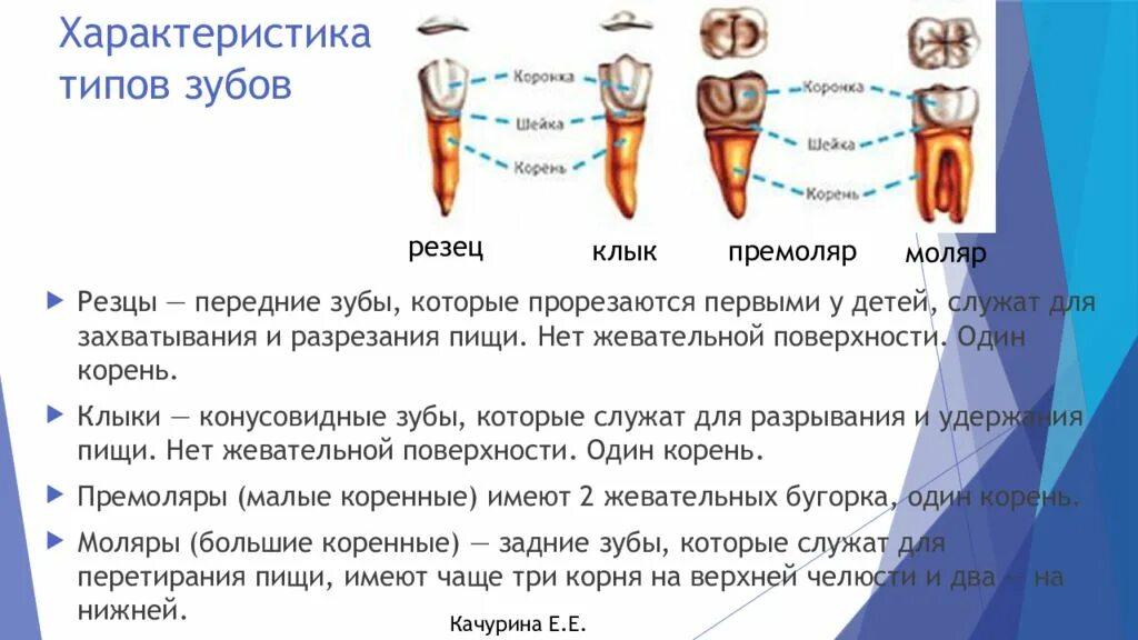 Функции резцов. Типы зубов и их функции. строение зуба. типы зубов и их функции. .. зубы назначение строение функции. резцы клыки коренные функции.