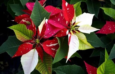Stars plant