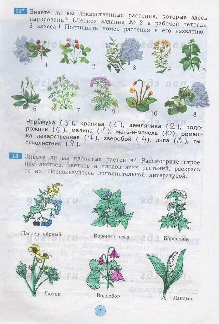 Окружающий мир страница 56 ответы. Растения окружающий мир 4 класс рабочая тетрадь. Названия растений окружающий мир 4 класс рабочая тетрадь стр 68номер 2. Растения 4 класс окружающий мир. Окружающий мир задания по растениям.