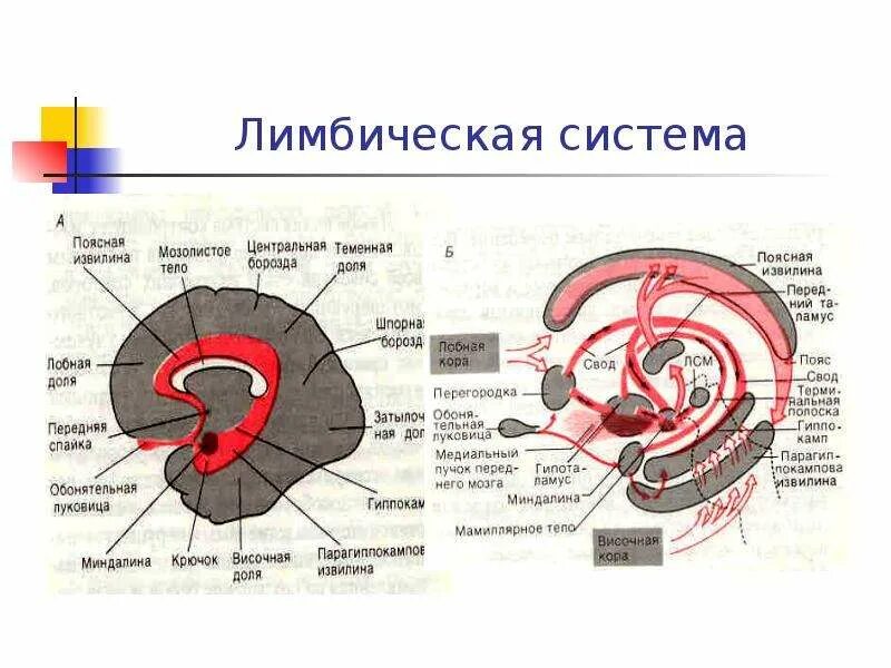 Структуры лимбической системы головного мозга. Лимбическая система гиппокамп. Структуры лимбической системы головного мозга. Строение и функции лимбической системы. Лимбическая система мозга.