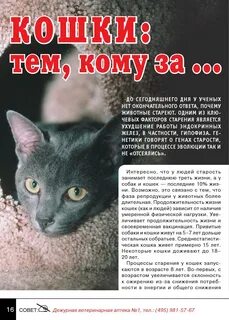 1 год кошачьей жизни