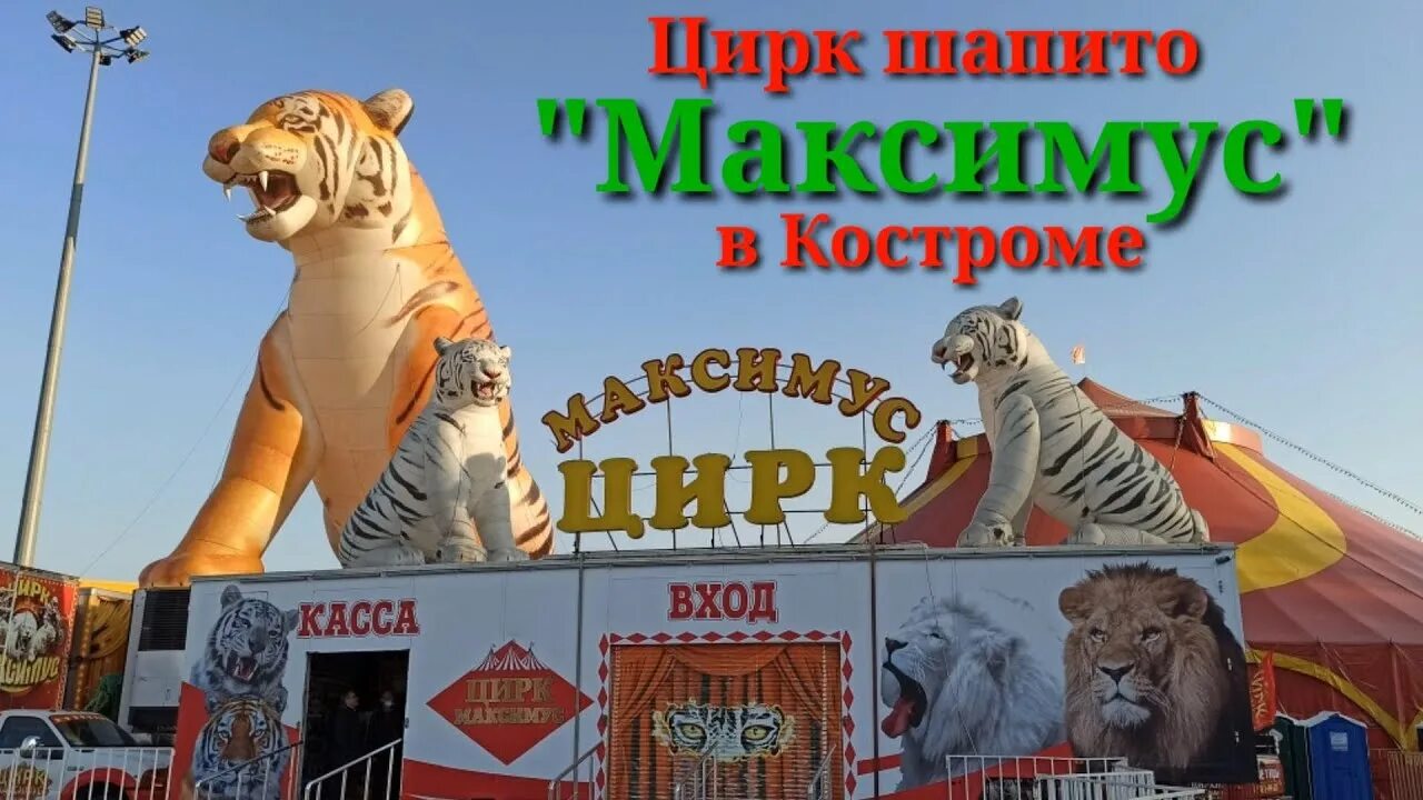 Цирк шапито Максимус. Цирк Максимус Наро-Фоминск. Цирк Кострома коллаж. Максимус Кострома.