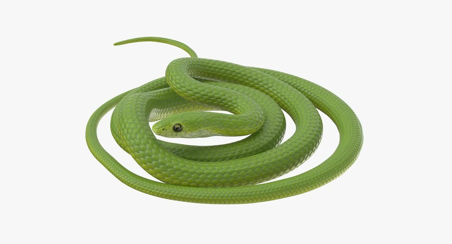 D snake. 3d модель зеленая. Зелёная змея 2. 3л модель змеи для печати. Velengton 22 зел змея.