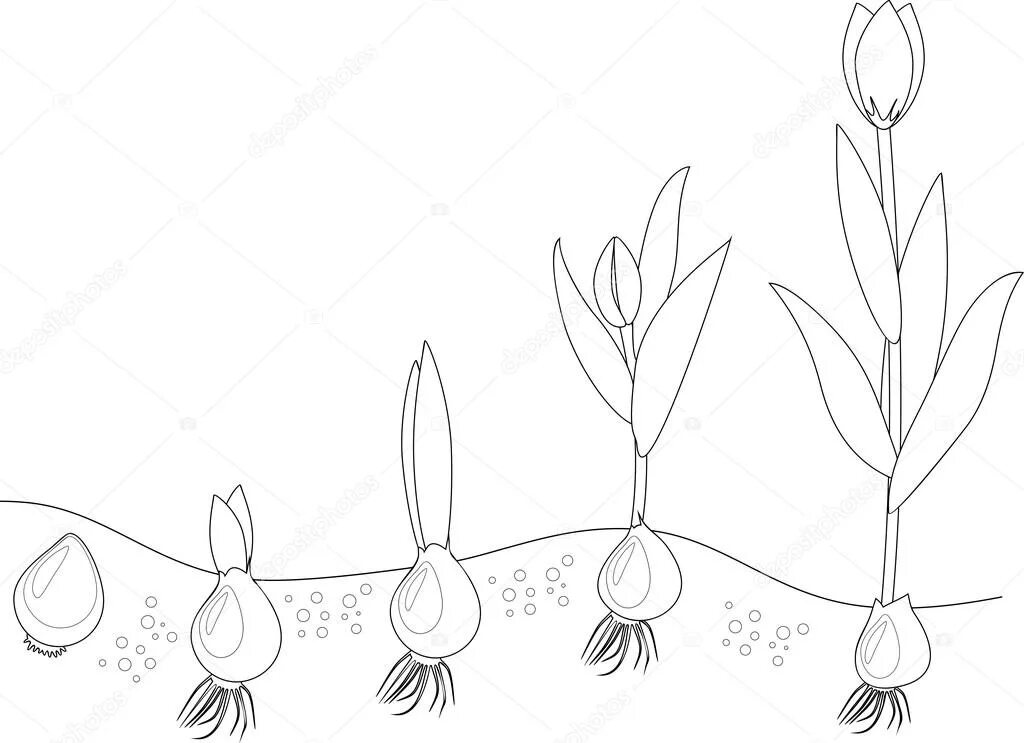 В изображенном на рисунке опыте тюльпан. Этапы роста тюльпана. Цикл роста тюльпанов. Тюльпан с луковицей раскраска. Фазы роста тюльпана.