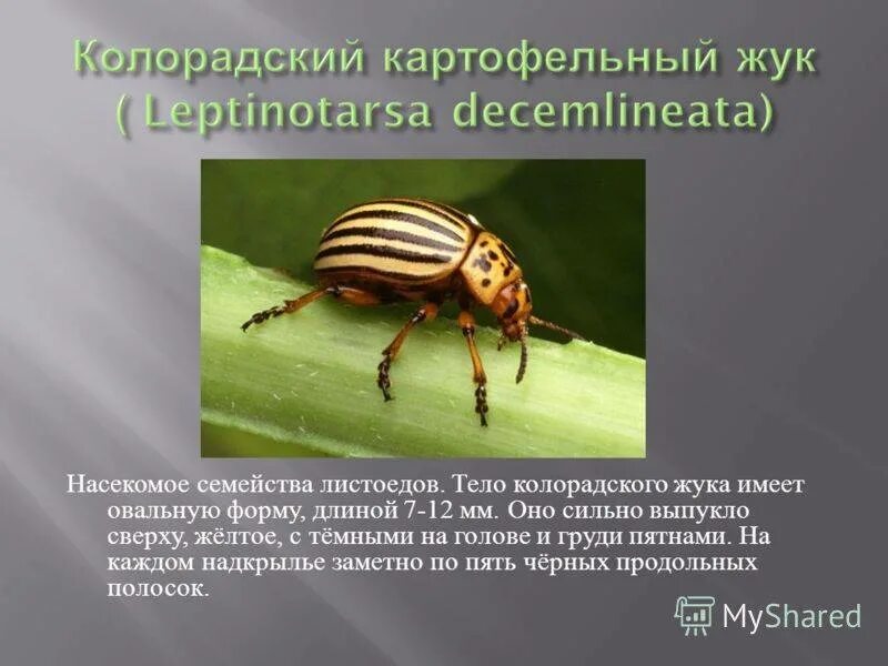 Как размножается колорадский жук. Жизненный цикл колорадского жука. колорадский жук ареал. колорадский жук ареал обитания. колорадского жука. метаморфоз.