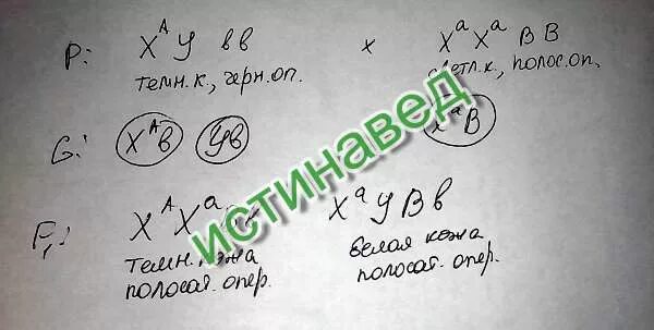 У кур пестрая окраска оперения доминирует над серой. У кур окраска оперения Рябая и черная в х-хромосоме. У кур черная окраска оперения определяется геном е бурая е. Как наследуется окраска оперения у кур х-хромосоме.