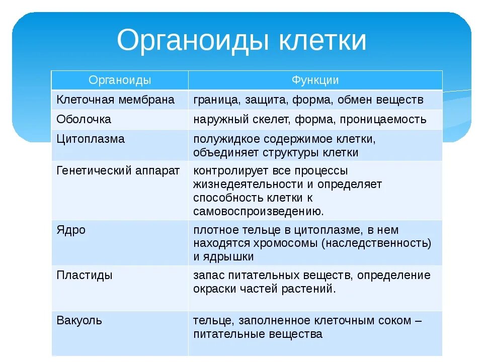 Строение клетки основные органоиды их строение и функции. Главные органоиды строение функции. Строение клетки функции органоидов клетки. Органоиды клетки 5 класс кратко.