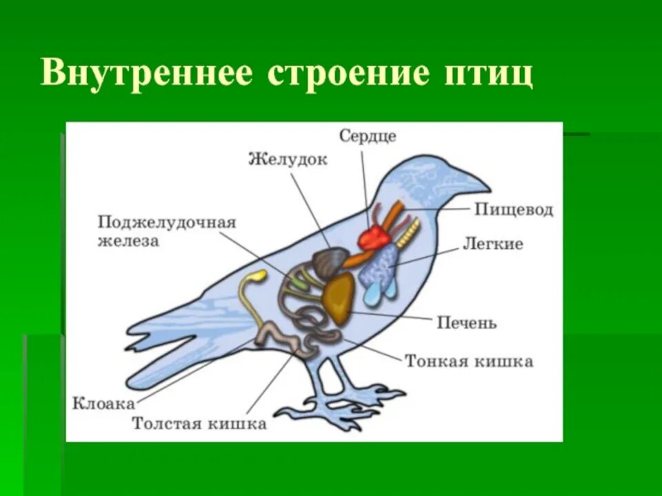 План внутреннего строения птиц. Внутреннее строение птиц система органов. Внутреннее строение птицы биология 7 класс. Строение птицы 7 класс биология. Выделительная система птиц.