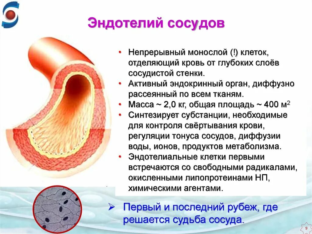 Эндотелиоциты сосудов строение. Эндотелий кровеносных сосудов. Эндотелий строение и функции. Строение кровеносных сосудов эндотелий. Расширение стенок сосудов