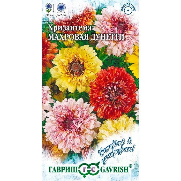 Хризантема дунетти смесь махровая. Хризантема махровая дунетти. Хризантема многоцветковая "королева лета". Семена хризантемы махровой. Семена хризантемы махровой.