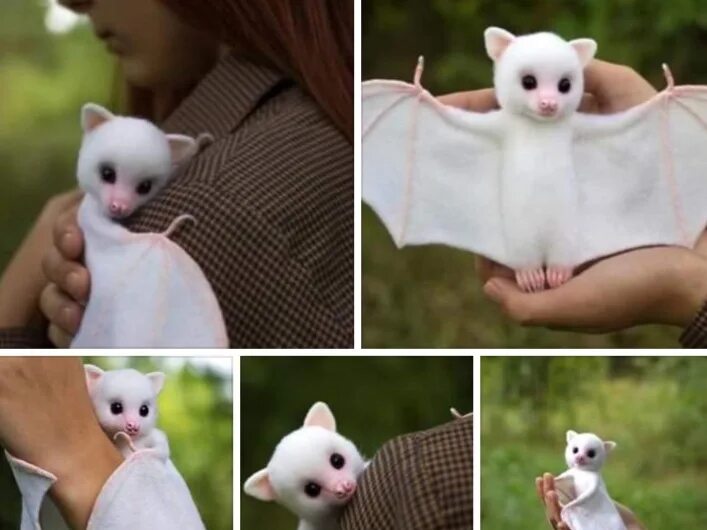 Как выглядит летучая мышь белая Ectophylla alba Вікіпедія