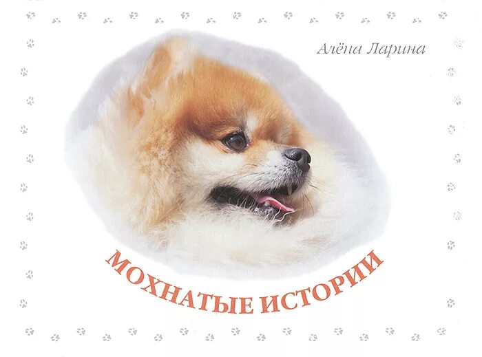 Как воспитать шпица