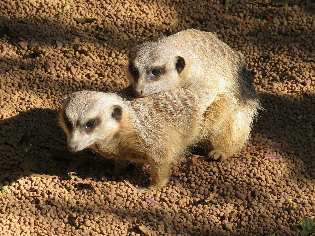 Сурикат выглядывает. Сурикат анатомия. Сурикат свинарчук. Сурикат шри ланка. Сурикат александр орлов.