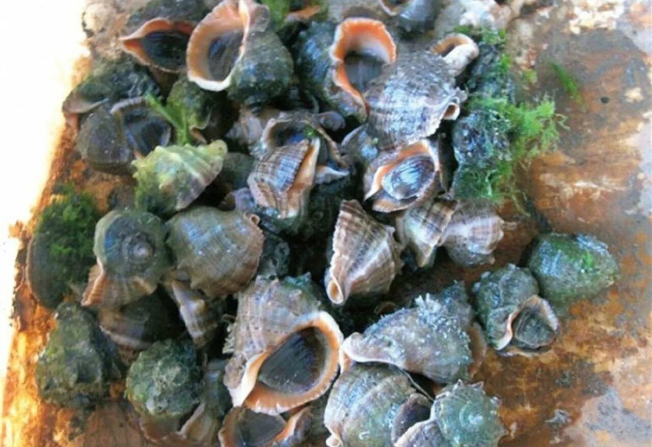 Рапан черноморский мясо. Морская улитка рапан. Трубач моллюск рапан. Тигровый рапан. Рапан черноморский.