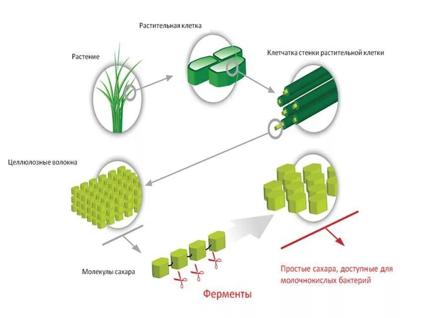 Клетчатка клеточная стенка растений. Целлюлоза из растений. Целлюлоза в растительной клетке.