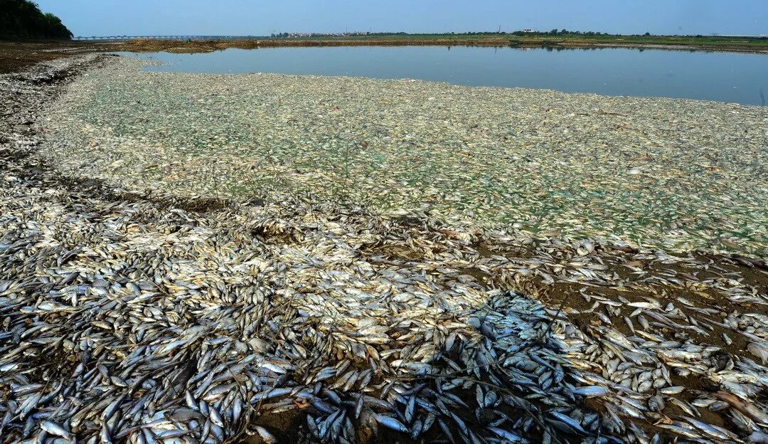 Погибло много рыбы. Рыбы в загрязненных водоемах. Рыба в озере. Много рыбы.