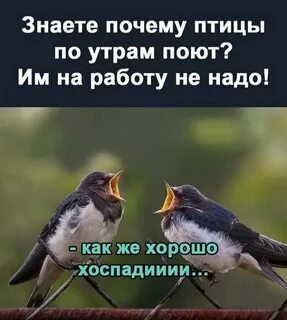 Почему птицы полезны
