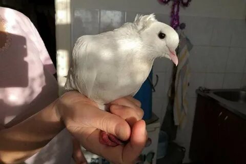 Белый голубь домашний
