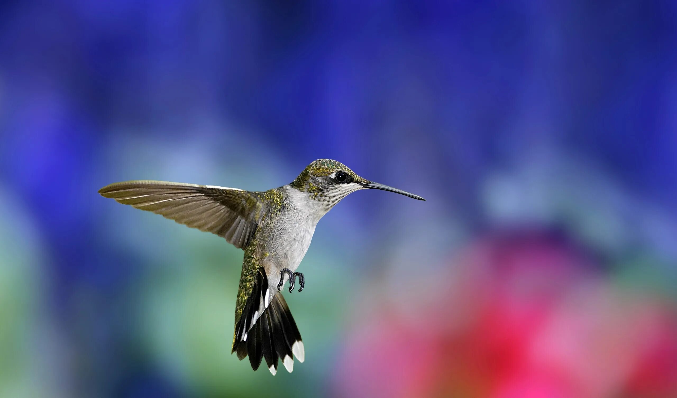 Лапки Колибри. Птичка Колибри. Приморская Колибри. Винногорлая Колибри. Colibri clean