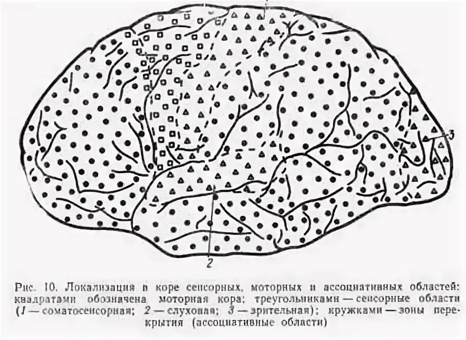 Чувствительные сенсорные зоны функции. Моторные (двигательные) зоны коры. Слои сенсорной моторной и ассоциативной коры. Ассоциативные сенсорные зоны коры. Ассоциативные сенсорные зоны коры.