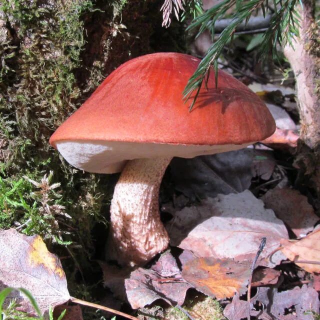 Подосиновик красный (Leccinum aurantiacum). Подосиновик красный обабок красноголовик. Гриб с красной шляпкой подосиновик. Подберезовик красный. Красный гриб описание