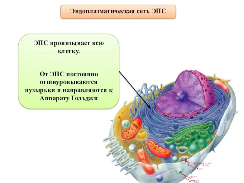 Эндоплазматическая мембрана клетка. Эндоплазматический ретикулум растительной клетки. Структура ЭПС клетки.