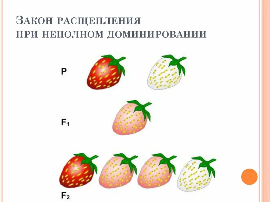 Не полсное доминирование. Неполное доминирование земляники. Неполное доминирование земляники. Примеры немолного дом нирования. Генетические схемы неполного доминирования.