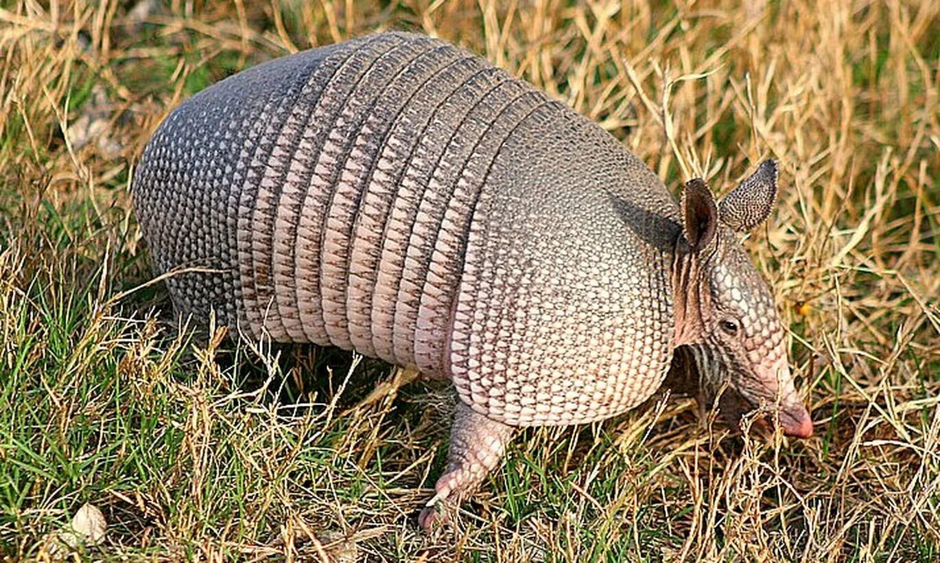 армадилло животное броненосец. красный броненосец. сумчатый броненосец. чума в армадилло. жук броненосец.