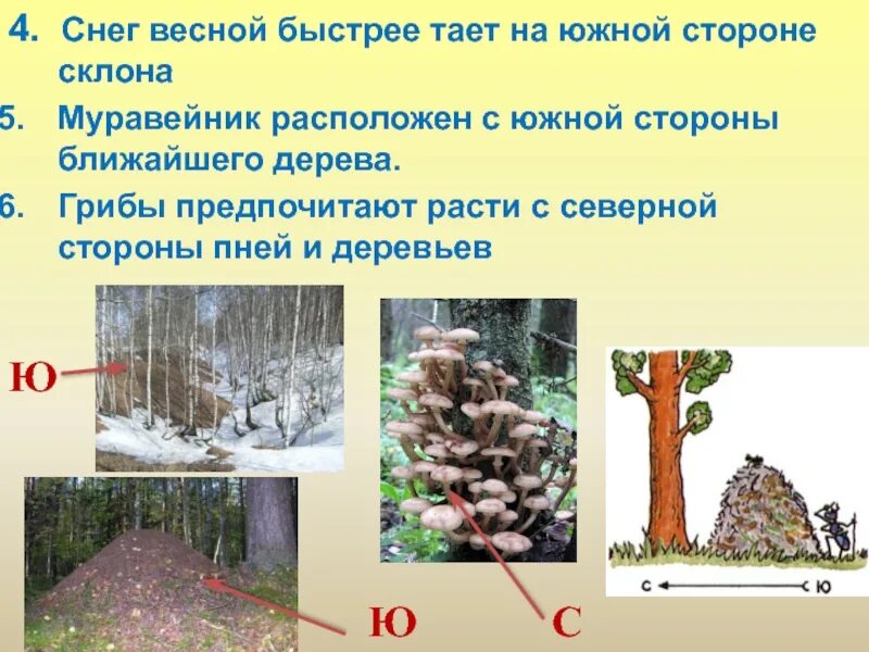 Какую сторону горизонта предпочитают грибы